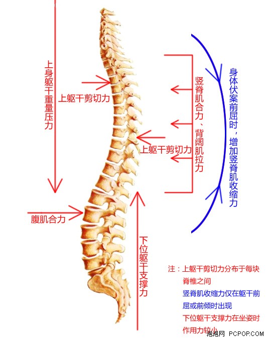 护腰枕 腰椎病 腰椎护理