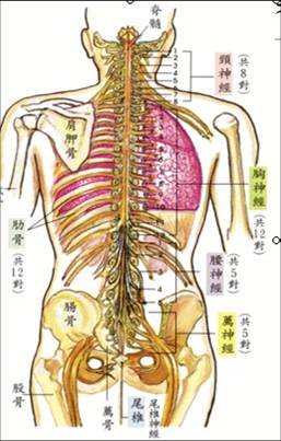 适之宝 脊椎研究 颈椎枕
