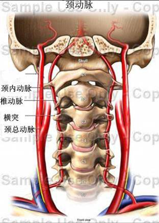 适之宝 脊椎研究 颈椎枕