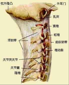 适之宝 脊椎研究 颈椎枕