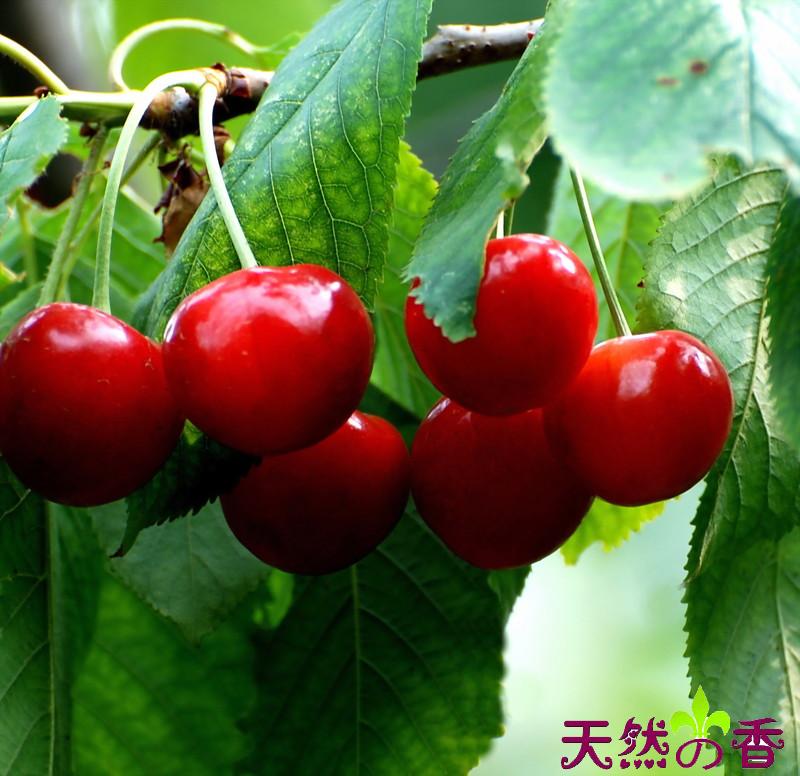 樱桃核中药效果和毒副作用